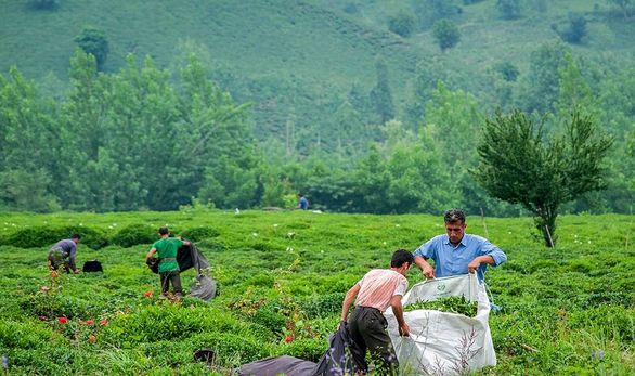  ۳۰ درصد چای کشور در داخل تولید می شود