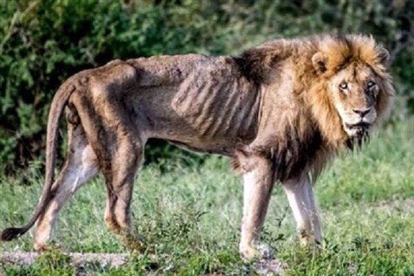 وضعیت بحرانی یک شیر در باغ وحش ساری + فیلم