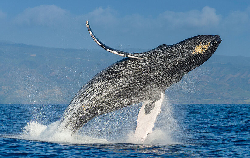 کشف لاشه یک نهنگ عظیم الجثه در سواحل بریس چابهار + عکس