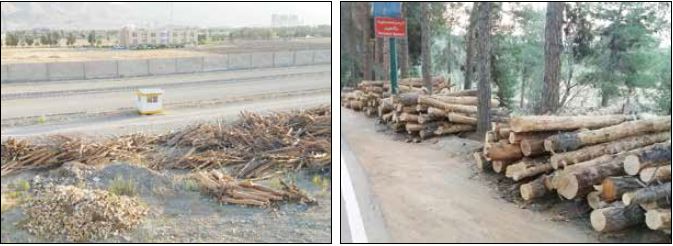قطع صدها اصله درخت در پارک جنگلی چیتگر 
