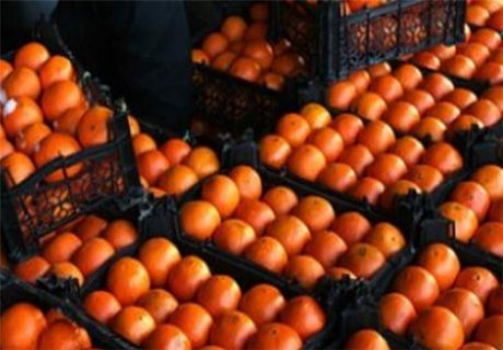 افزایش قیمت پرتقال و نارنگی