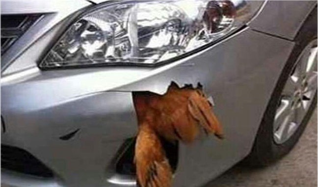 تصادف خودرو لوکس با مرغ! +عکس