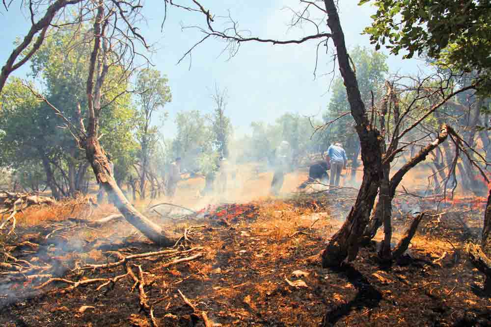 کاهش 71هکتاری آتش‌سوزی‌ جنگل‌ها