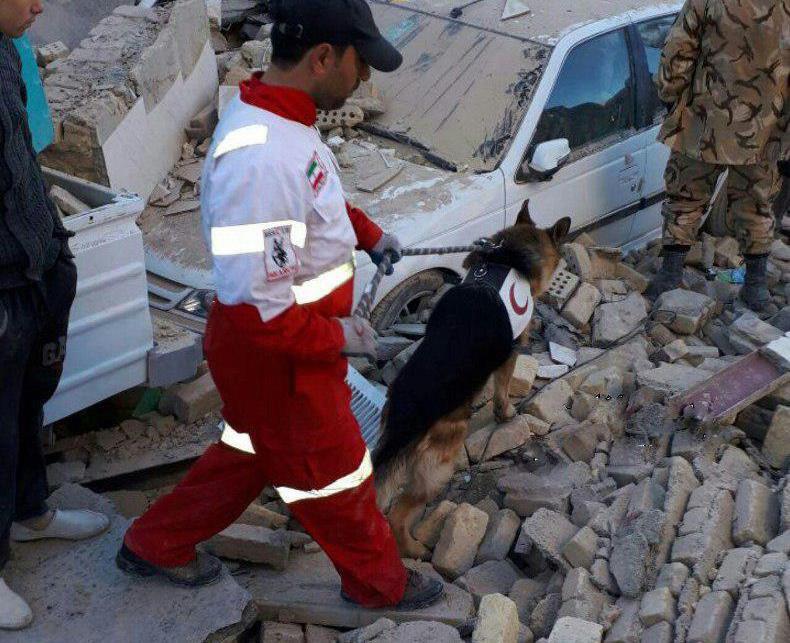 اعزام سگ‌های زنده یاب به مناطق زلزله‌زده کرمانشاه