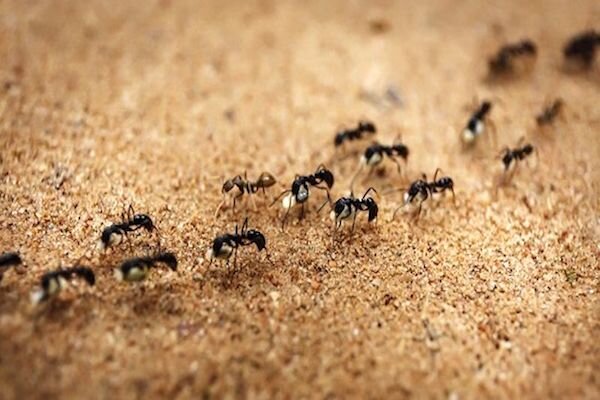 با این ادویه و مواد طبیعی، مورچه ها رو از بین ببر