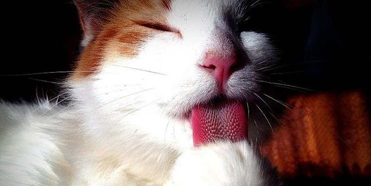 راز نظافت گربه‌ها توسط زبان!