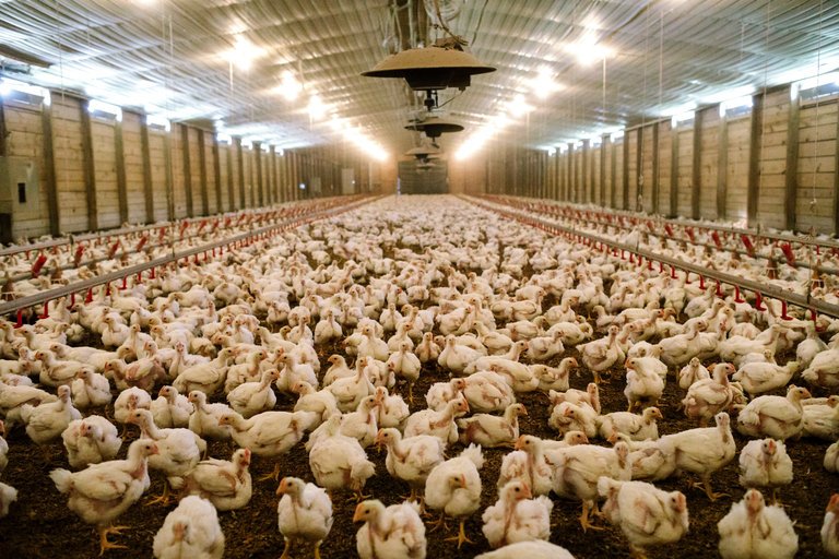 شاخص قیمت تولیدکننده محصولات مرغداری های صنعتی کشور تابستان١٤٠٠ 