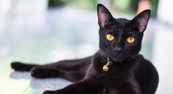 چرا دیدن گربه سیاه نشانه بدی است؟