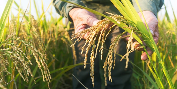 مجوز صادرات شلتوک برنج خوزستان صادر شد