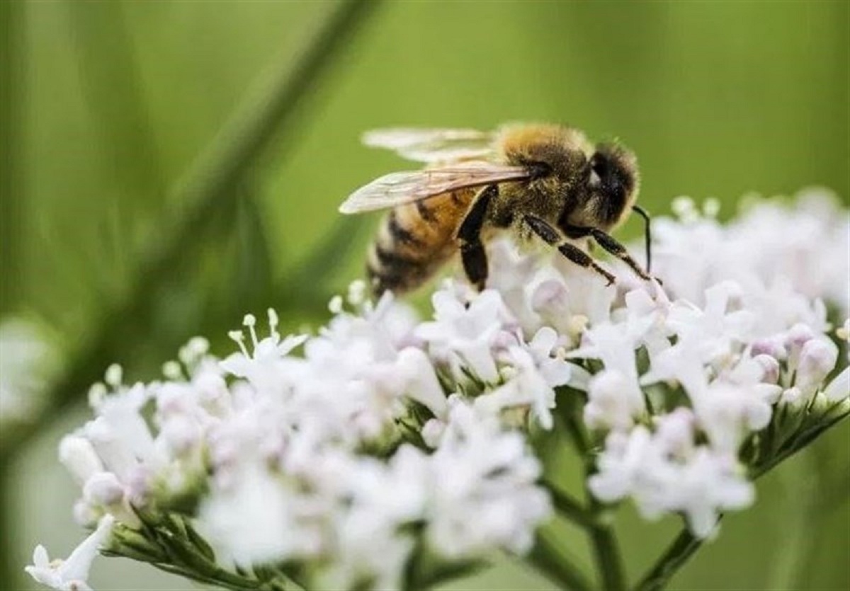 درمان سرطان سینه با نیش زنبور عسل