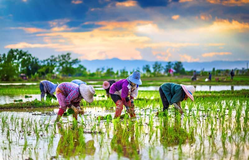 نوای همدلی و همکاری زنان گیلانی به هنگام کاشت برنج