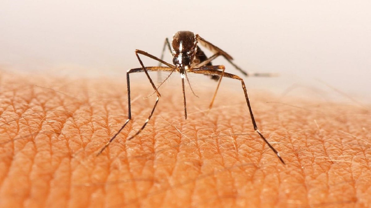 دانشمندان سوئدی برای کشتن پشه‌ ها راهی جدید یافتند