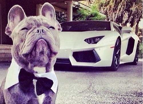 پولدارترین سگ‌های اینستاگرام! +تصاویر