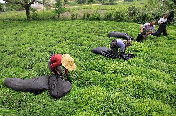تولید با کیفیت‌ترین چای دنیا به صرفه نیست!