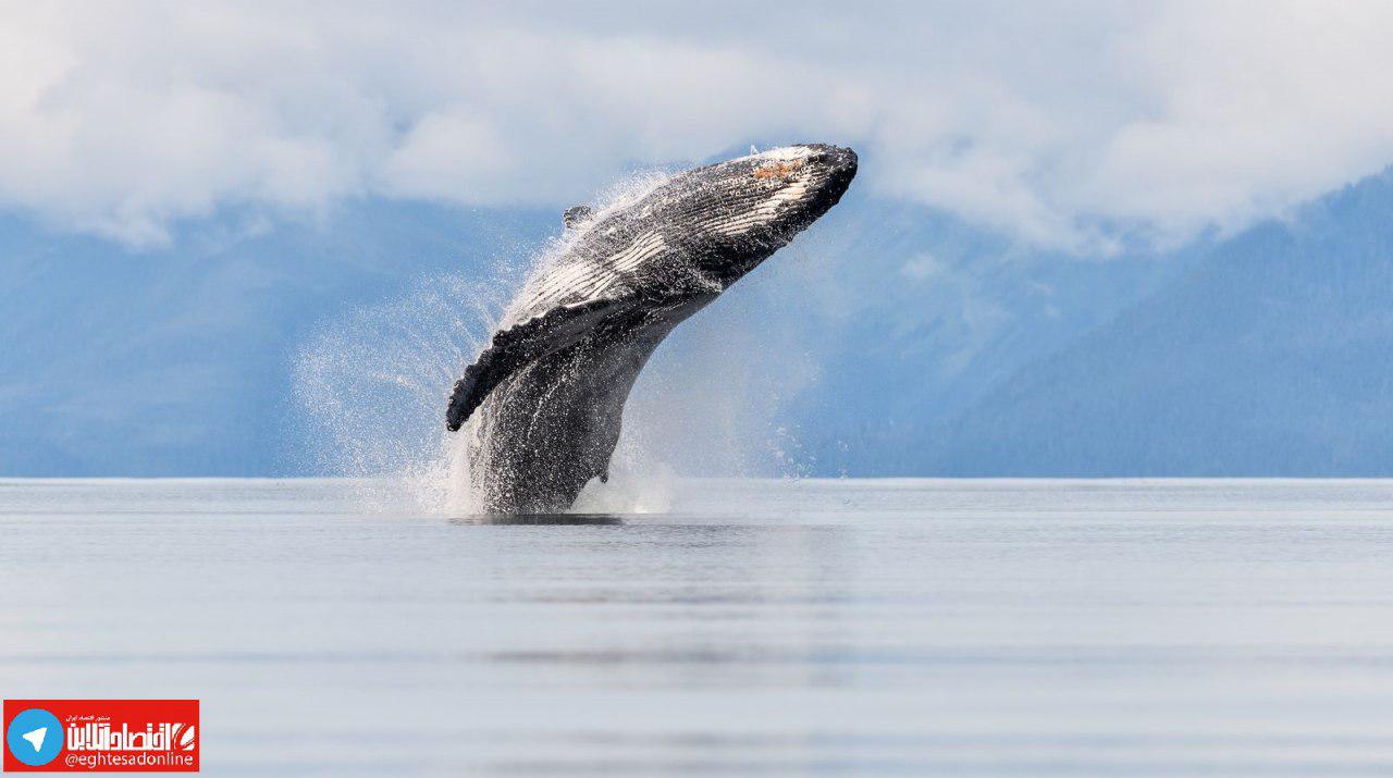 عکس روز نشنال جئوگرافیک از شیرجه زیبای نهنگ +عکس