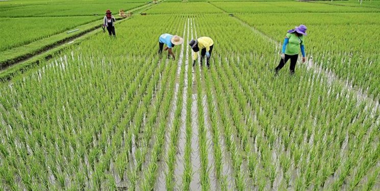 شرط عدم افزایش قیمت برنج چیست؟