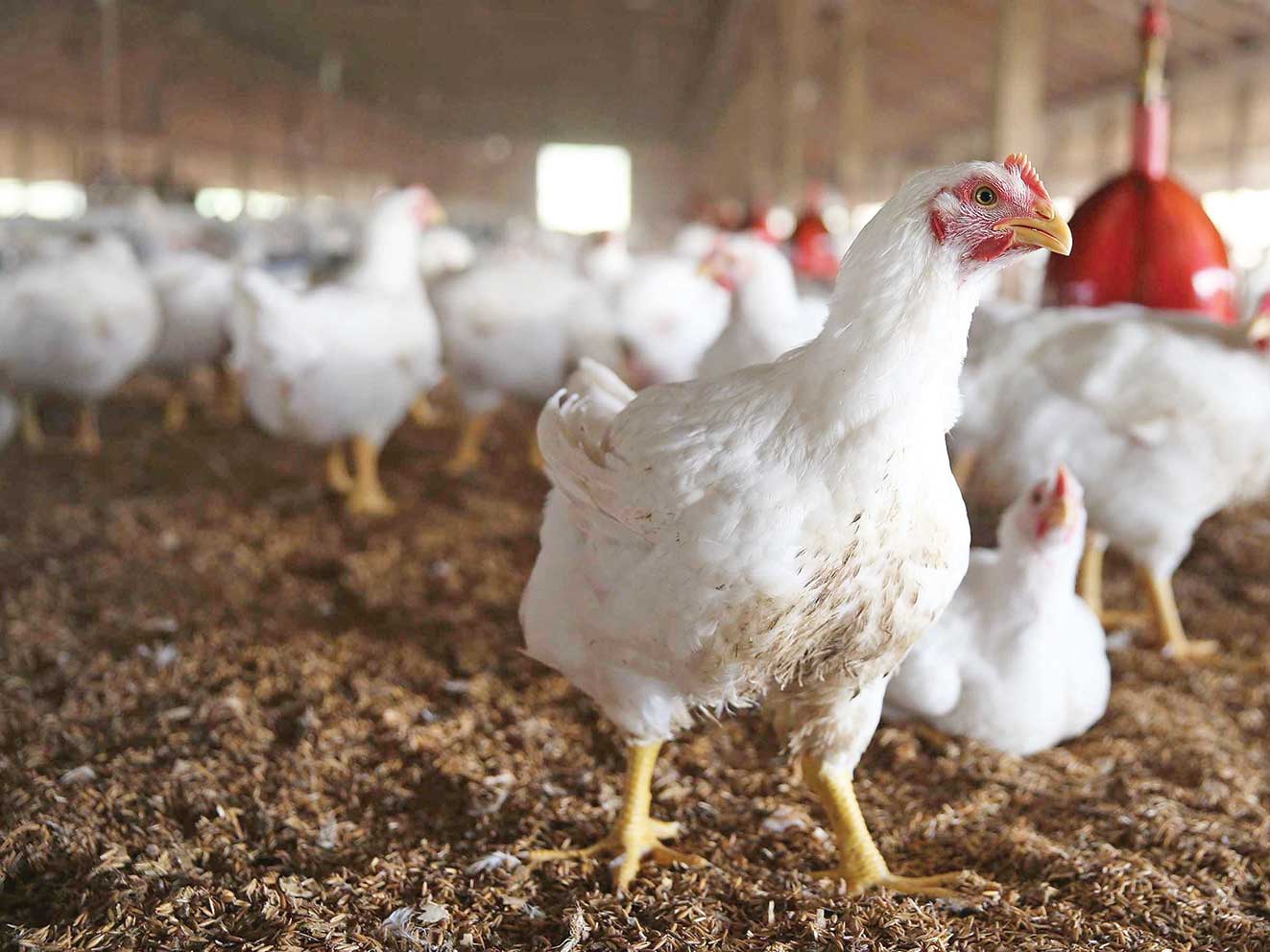 الزام ثبت‌نام فعالان کشتارگاه‌های مرغ در سامانه جامع تجارت