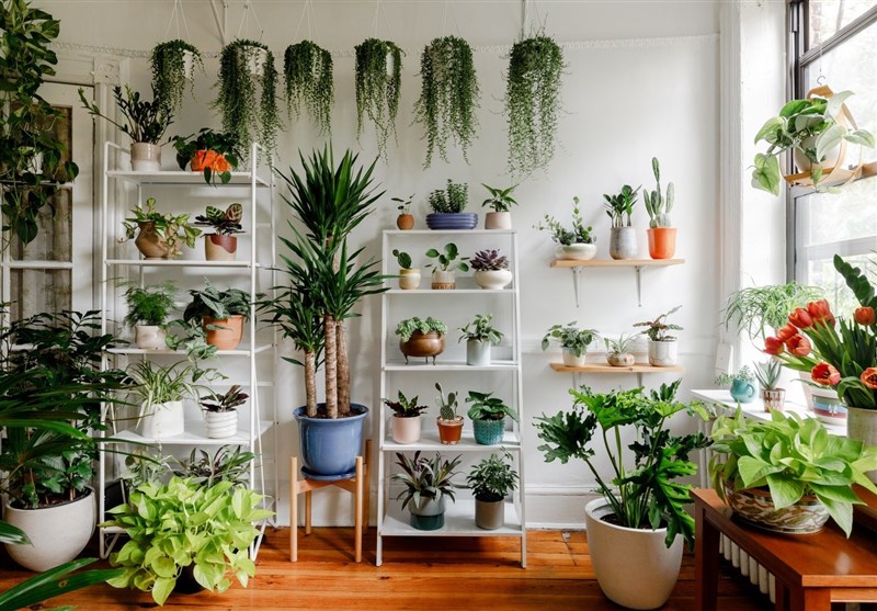 بهترین گیاهان برای تصفیه هوای خانه