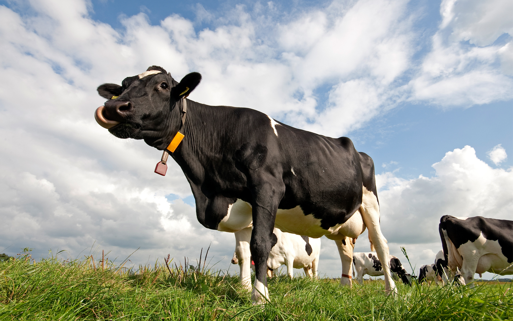 تشخیص گوشت گاو از گوشت الاغ ممکن است؟