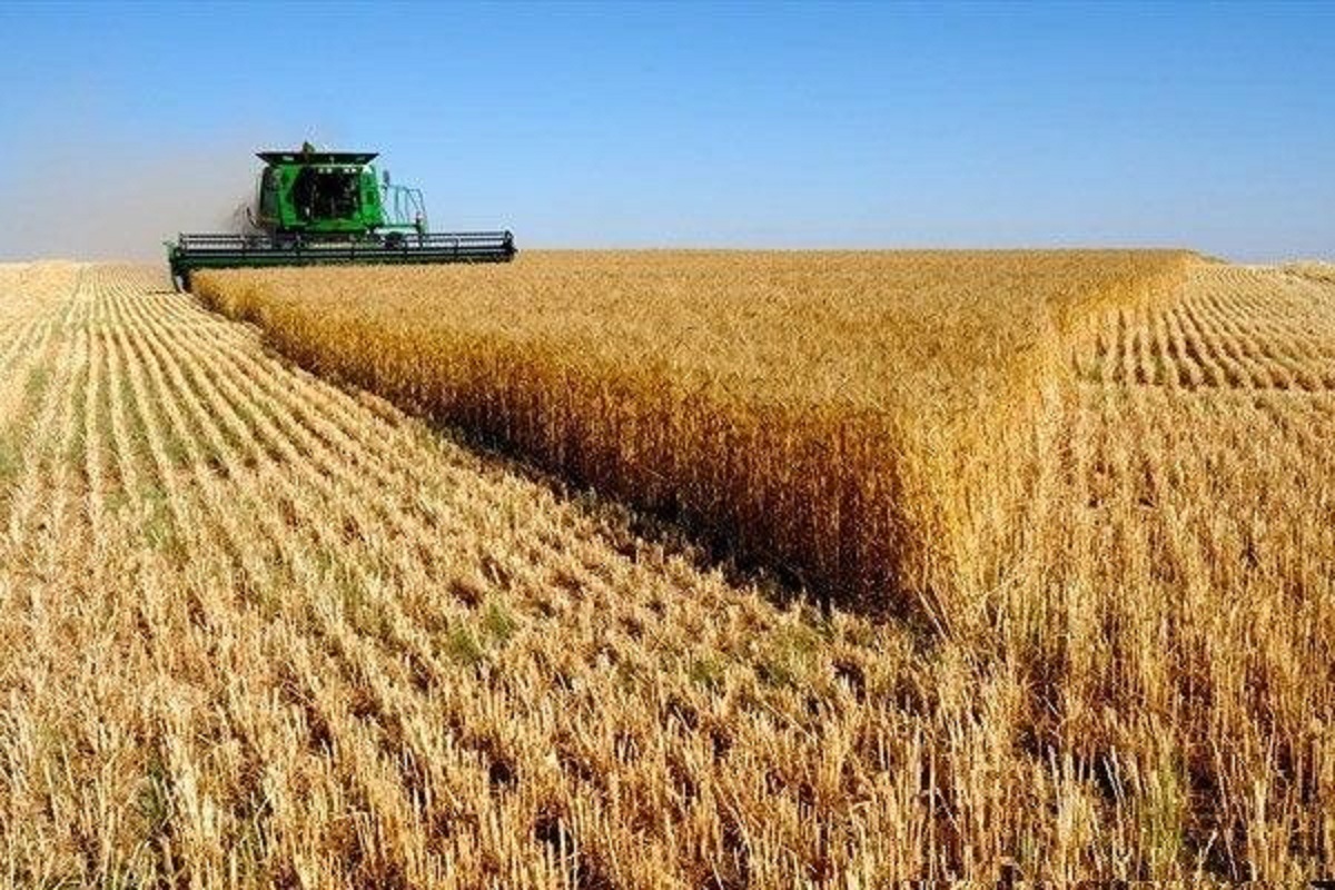 احتمال کاهش تولید گندم در سال آینده بسیار زیاد است