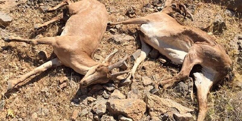 تلفات طاعون نشخوارکنندگان  در البرز به ۲۶راس رسید