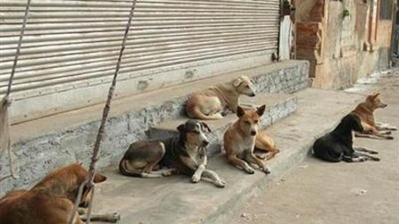 هراسِ سگ‌های هار در سیستان و بلوچستان 