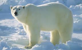 زباله‌گردی خرس قطبی برای یافتن غذا +فیلم
