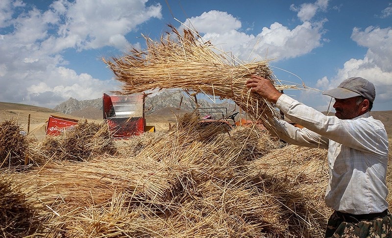 پیش‌بینی برداشت بیش از 14میلیون تن گندم از مزارع