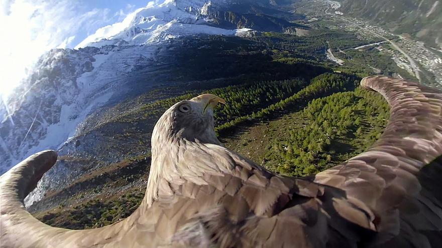 رصد تغییرات آب و هوایی به کمک عقاب دم سفید کوههای آلپ +فیلم
