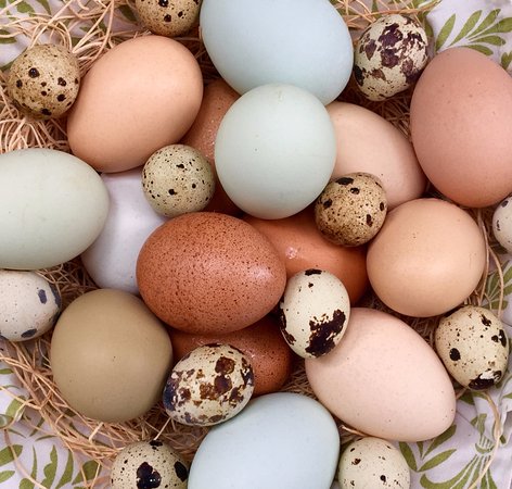 هر کیلو تخم بلدرچین بالای ۲ میلیون آب می‌خورد! + لیست قیمت تخم مرغ و بوقلمون ...