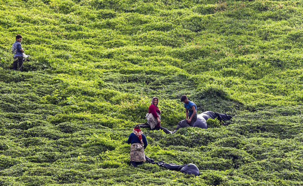 خرید تضمینی ۹۵میلیارد تومان برگ سبز چای در چین اول بهاره