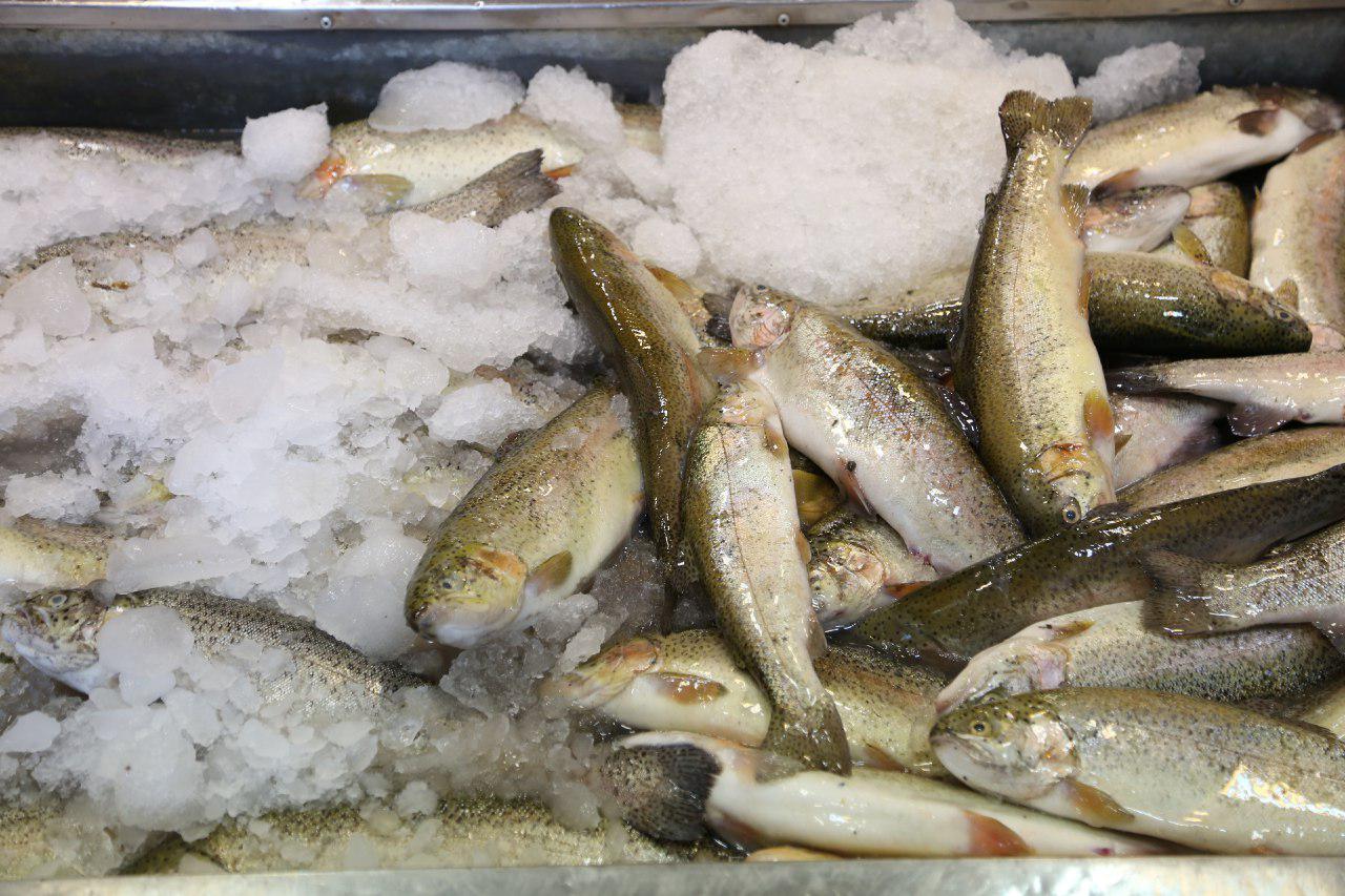 چه ماهی‌هایی از گوشت مرغ ارزان‌تر هستند؟