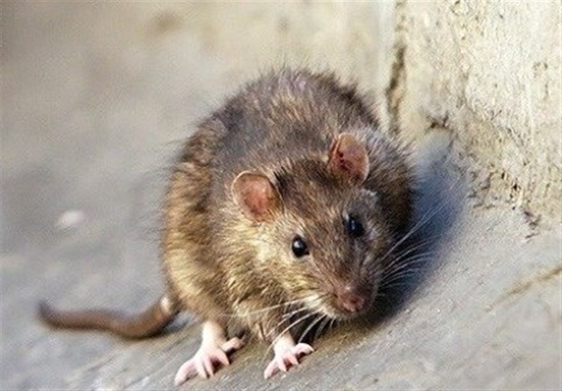 کشتن موش‌ها با اسلحه "زن عابر" را مجروح کرد