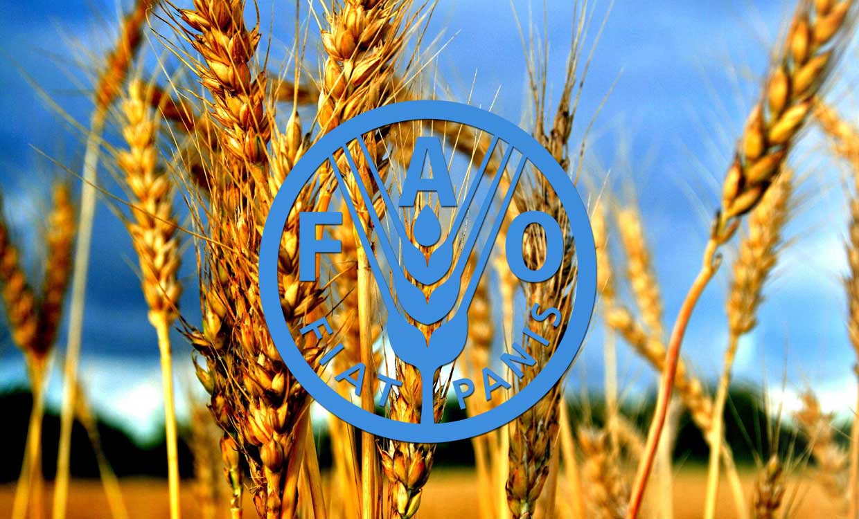 تولید گندم ایران ۲۵درصد بیش از ۵سال اخیر