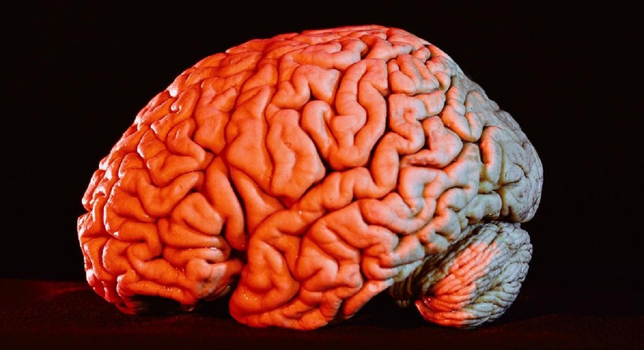 سمت چپ و راست مغز چه تفاوت هایی با یکدیگر دارند؟