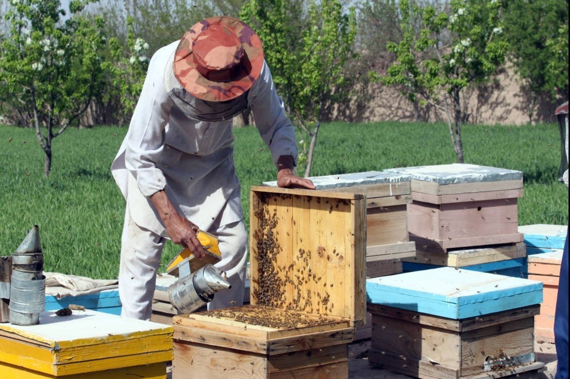 هشدار وزش باد و گرمای هوا به زنبورداران