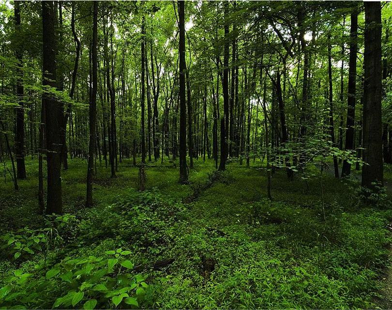 ۳هزار تیم جنگل‌های کشور را در نوروز حفاظت می‌کنند
