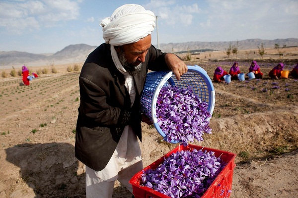 افزایش 2برابری سطح زیر کشت افغان‌ها با قاچاق پیاز زعفران ایران/ تربت حیدریه کانون قاچاق!