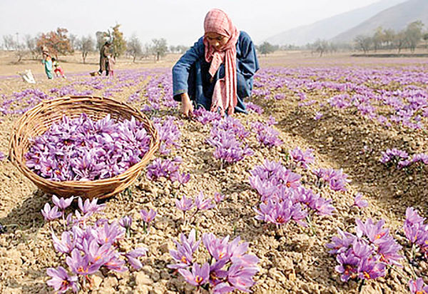 سود اصلی تجارت زعفران ایرانی نصیب شرکت‌های خارجی می‌شود