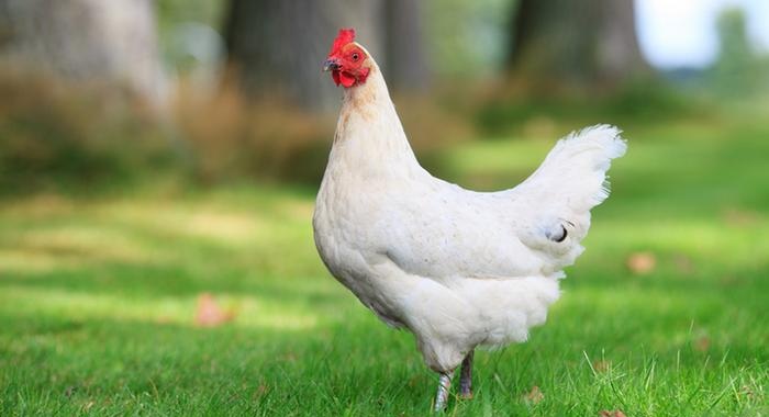 مرغ؛ مهم‌ترین حیوان تاریخ مدرن