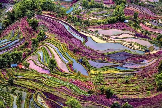 زیباترین مزارع برنج جهان +تصاویر