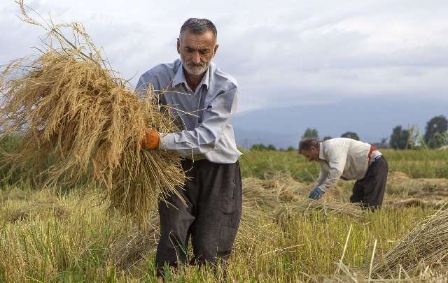 رشد ۱۵درصدی تولید محصول برنج در گیلان
