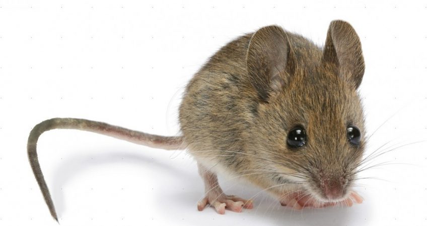 کشف موش در بسته غذای کودک! + فیلم