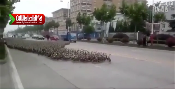 رژه ۵ هزار اردک در چین +فیلم 