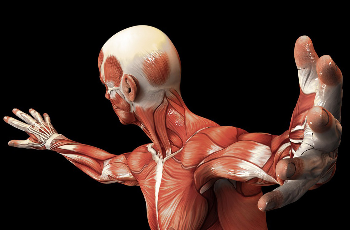 دانشمندان عضله مصنوعی قوی تر از عضله انسان ساختند