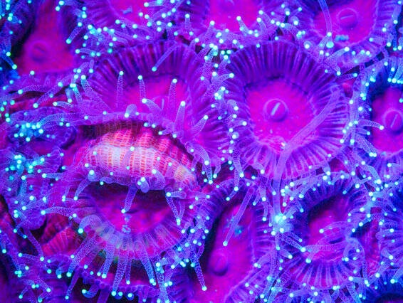 شگفت انگیزترین موجودات دریایی+تصاویر