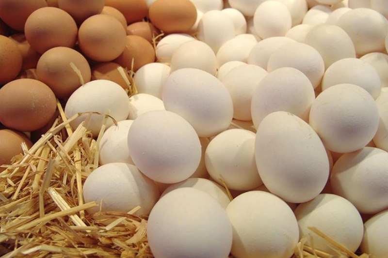 احتمال کاهش قیمت هر شانه تخم مرغ تا ۵هزار تومان