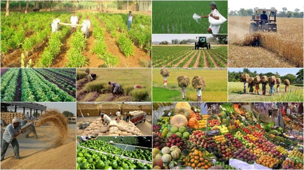 ۱۳۳ میلیون تن محصولات کشاورزی و دامی تولید شد