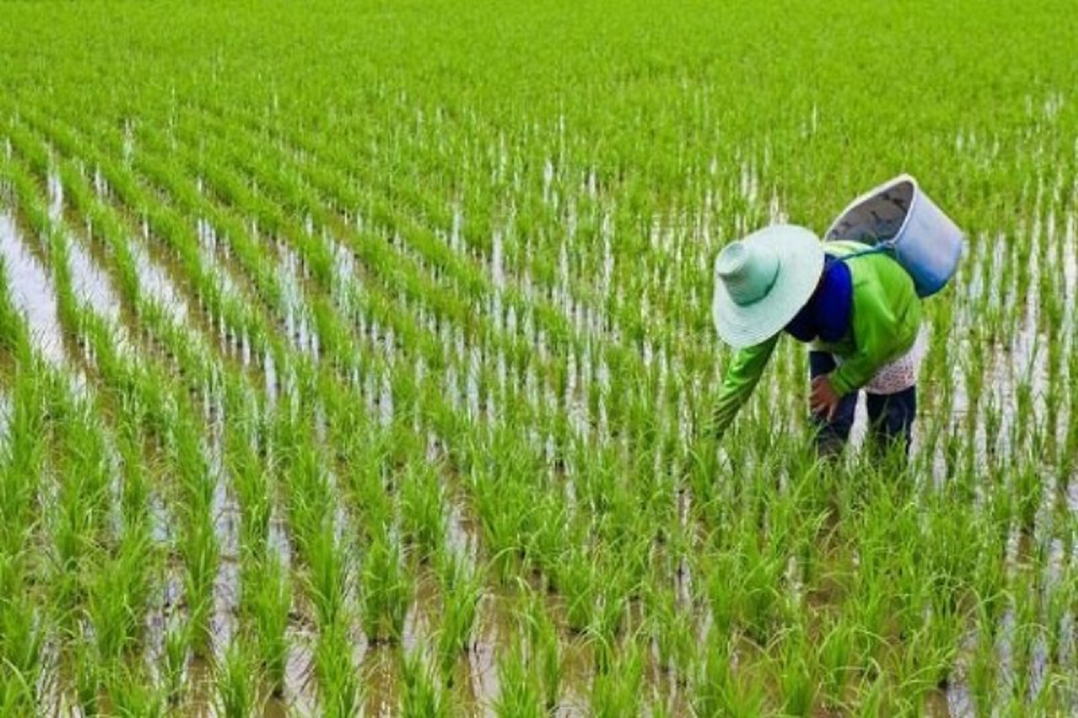 بازار برنج نوبرانه مازندران در انتظار کشف قیمت