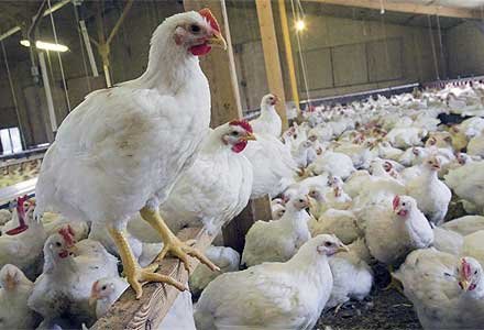 پیش‌بینی افزایش قیمت مرغ در شب یلدا